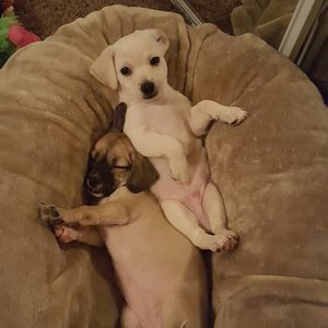 Meet your Posher, Joy